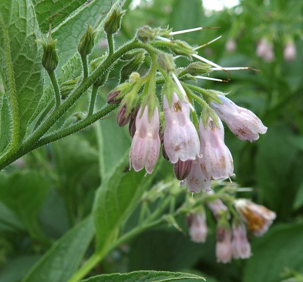 Image of Symphytum officinale specimen.