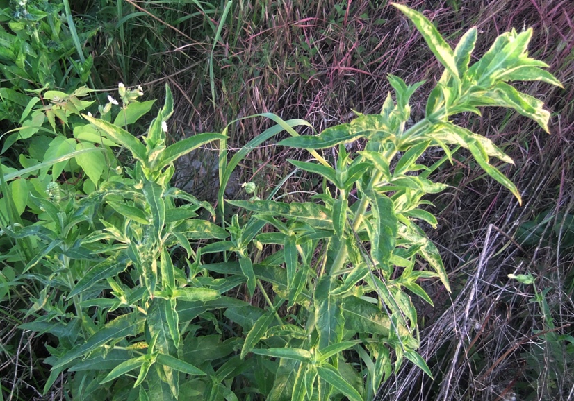 Image of Epilobium hirsutum specimen.