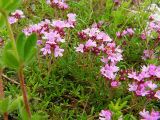 Thymus tauricus