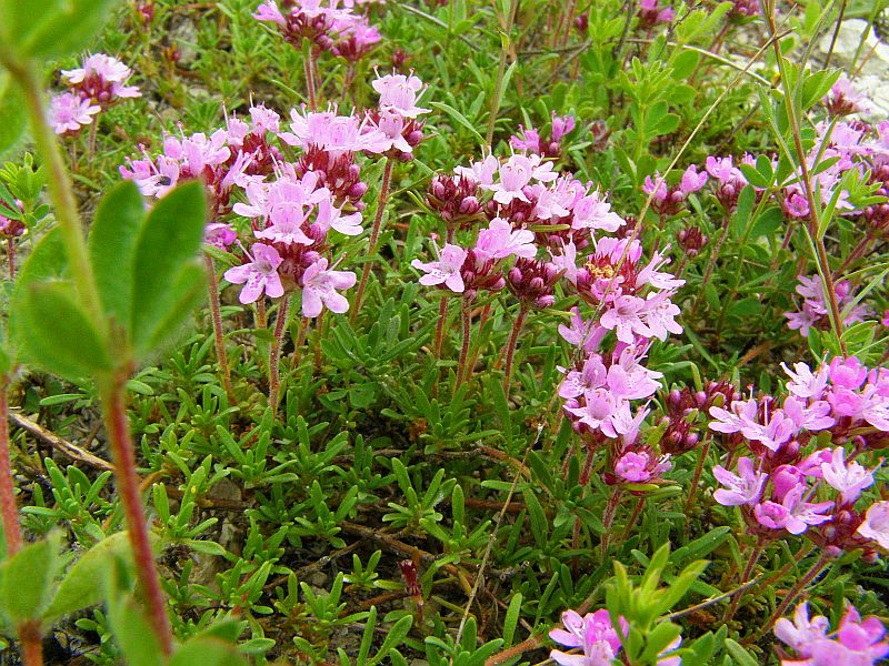 Image of Thymus tauricus specimen.