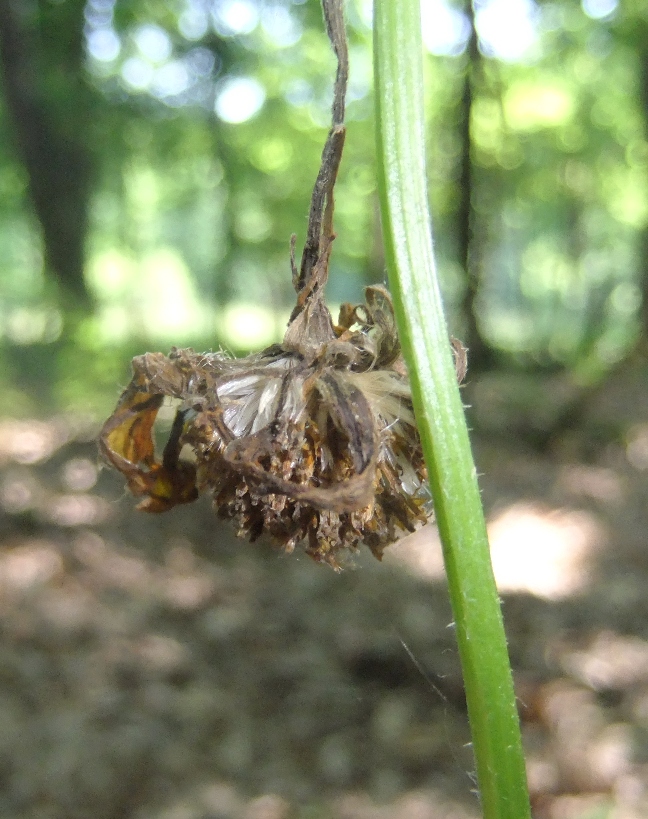 Image of Doronicum orientale specimen.