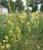 Linaria ruthenica. Верхушки цветущих растений. Краснодарский край, Кущёвский р-н, станица Шкуринская, хоз. двор. 25.06.2011.