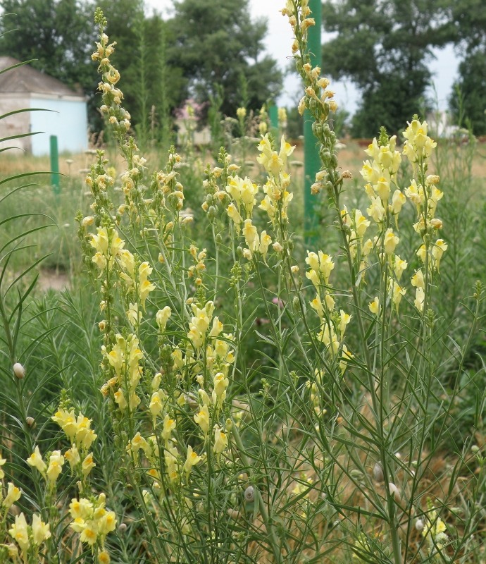 Изображение особи Linaria ruthenica.