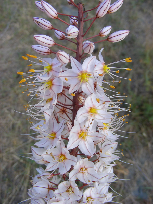 Изображение особи Eremurus tianschanicus.