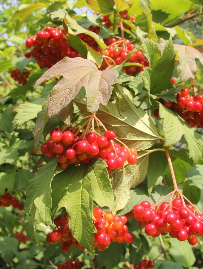 Image of Viburnum opulus specimen.