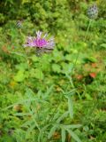 Centaurea scabiosa