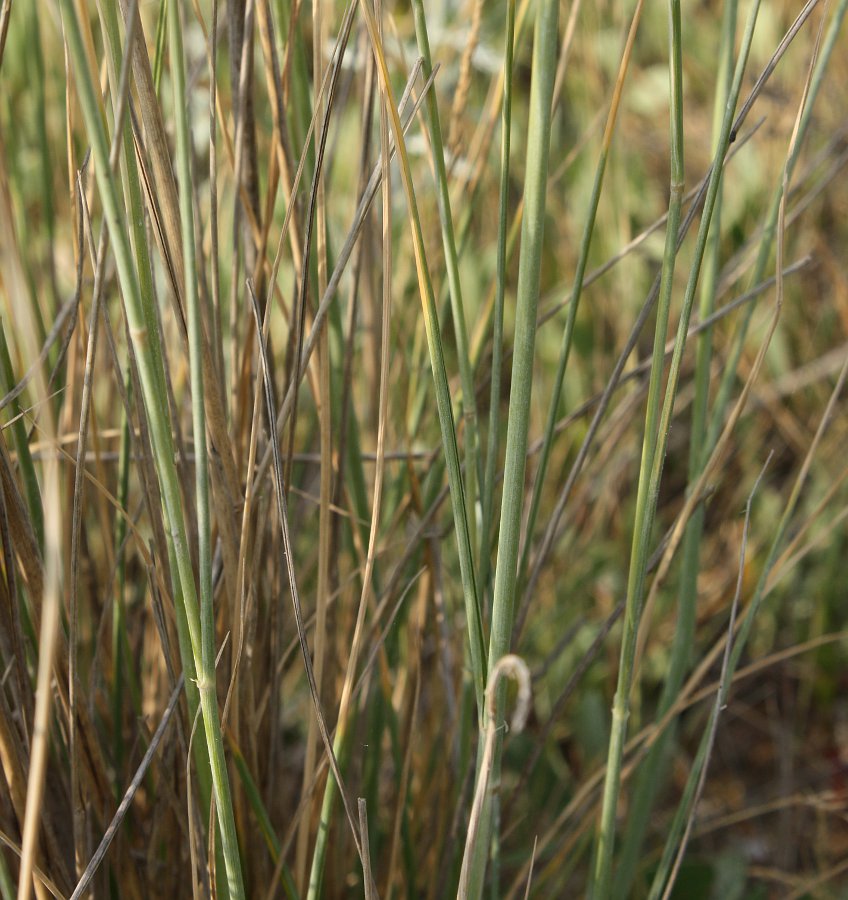 Image of Elytrigia obtusiflora specimen.