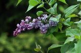 Syringa vulgaris. Ветвь с соцветием. Московская обл., Раменский р-н, окр. дер. Хрипань, дачный участок. 22.05.2008.