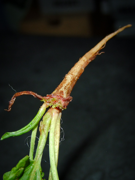 Image of Rumex spinosus specimen.