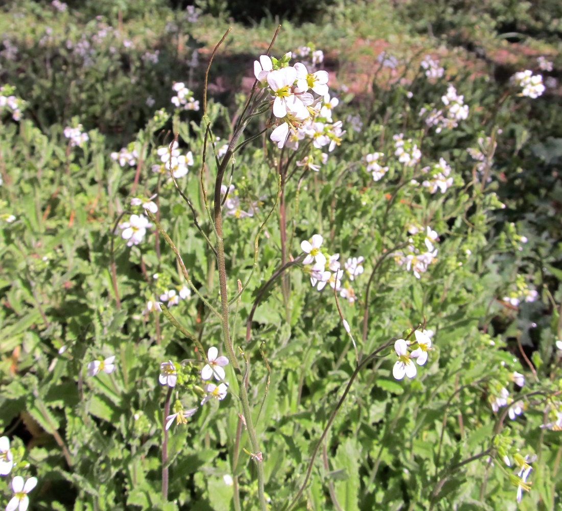 Image of Arabis alpina specimen.