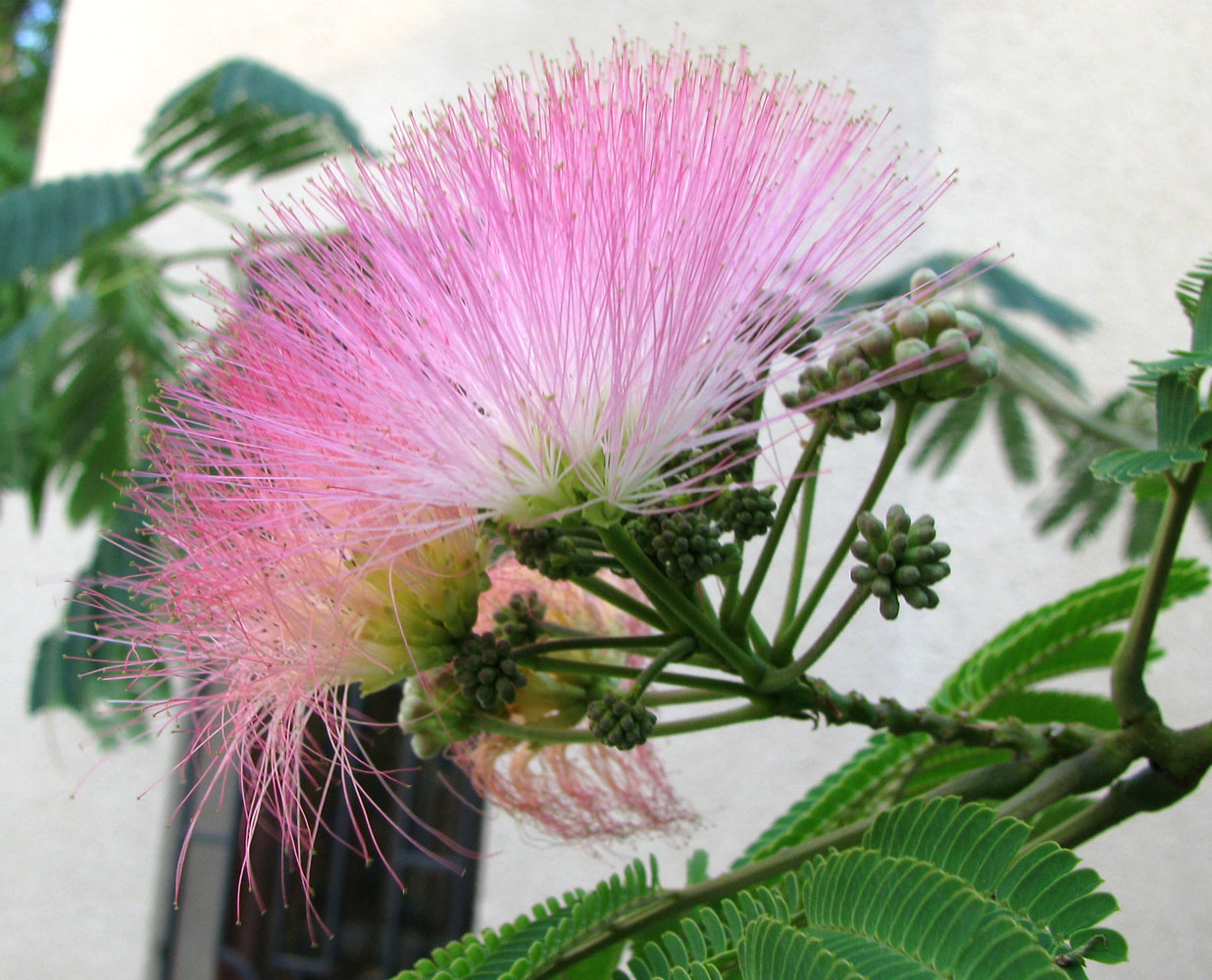 Image of Albizia julibrissin specimen.