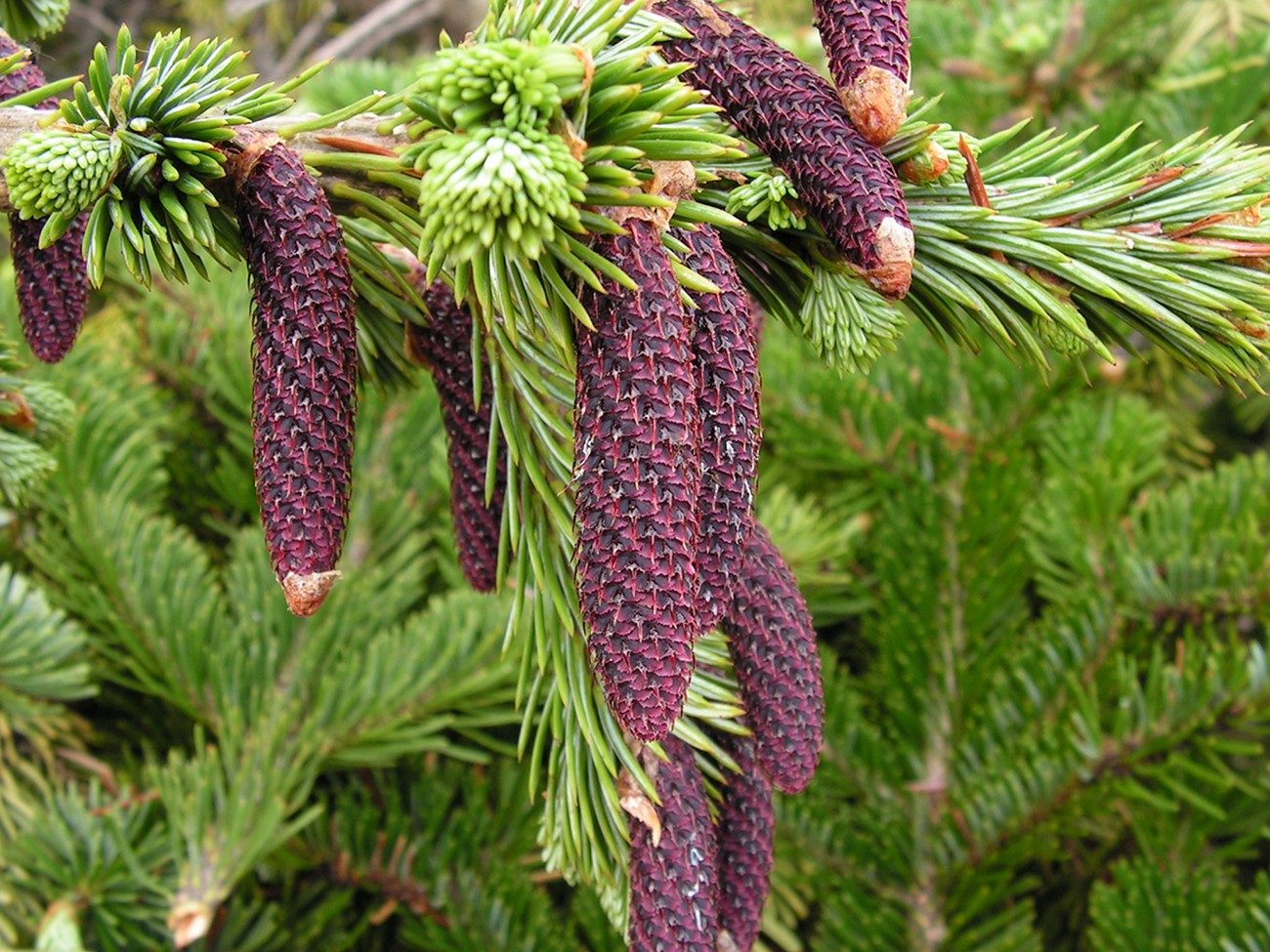 Image of Picea ajanensis specimen.