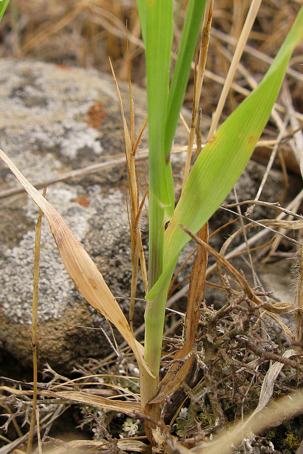 Image of Cynosurus echinatus specimen.