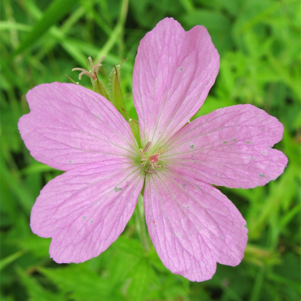 Image of Geranium endressii specimen.