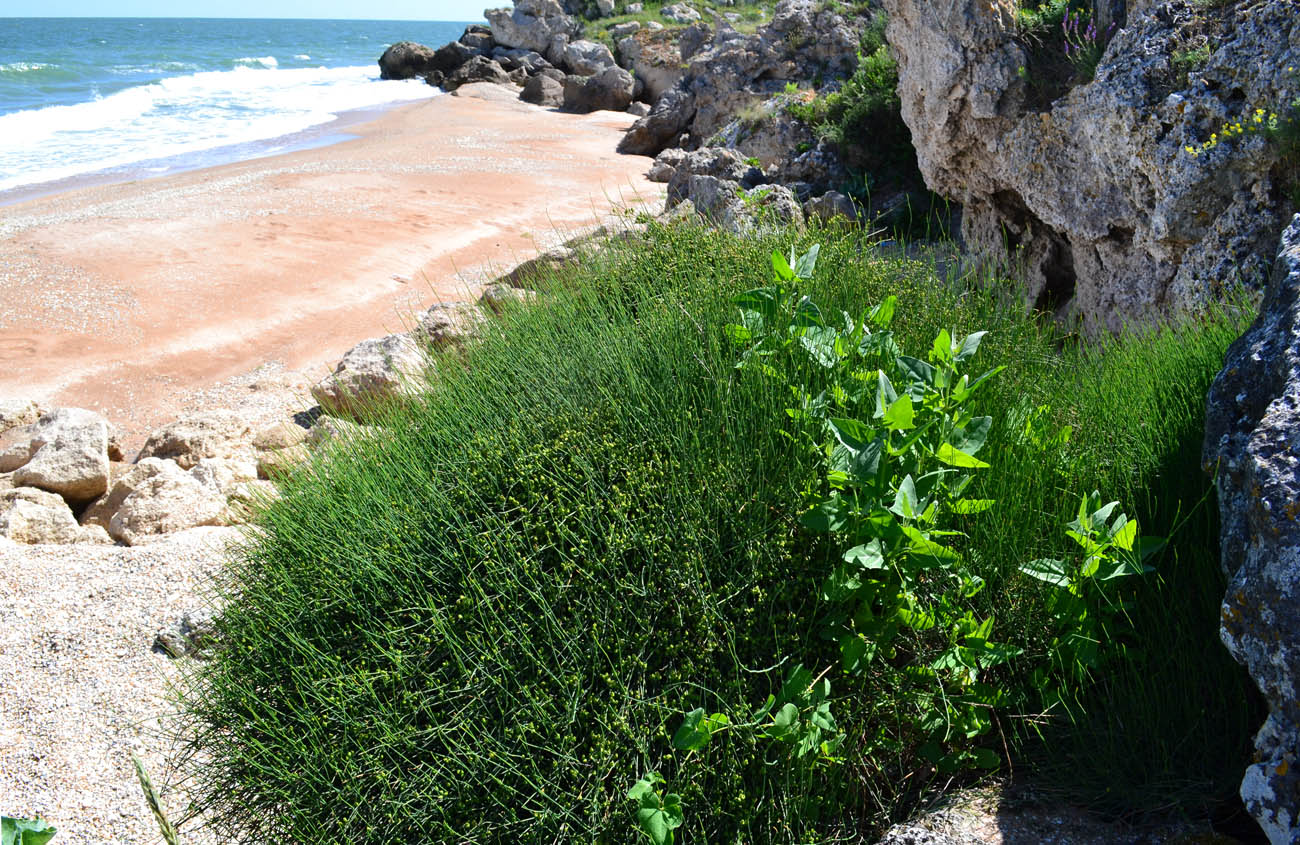 Image of Ephedra distachya specimen.