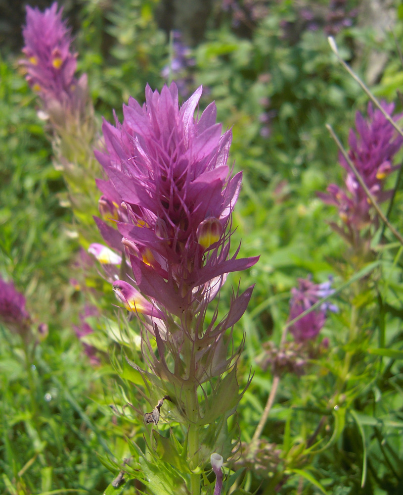 Image of Melampyrum arvense specimen.