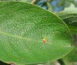 Salix cinerea