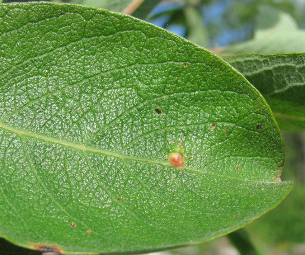 Изображение особи Salix cinerea.