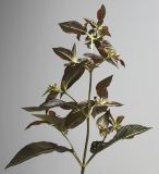 Lysimachia ciliata. Верхушка побега с развивающимися бутонами (бронзоволистный культивар ´Fire cracker´; видна обратная сторона листьев). Германия, г. Кемпен, в парке. 27.06.2012.