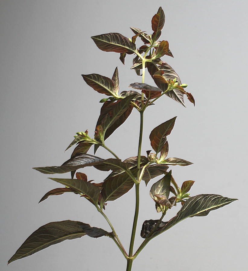 Image of Lysimachia ciliata specimen.