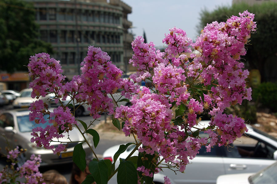 Image of Lagerstroemia indica specimen.