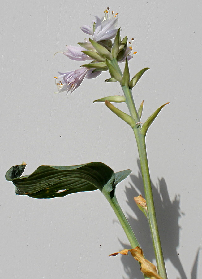 Image of Hosta sieboldiana specimen.