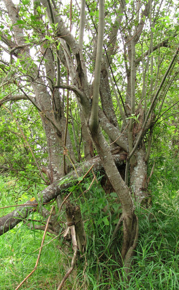 Image of Salix myrsinifolia specimen.