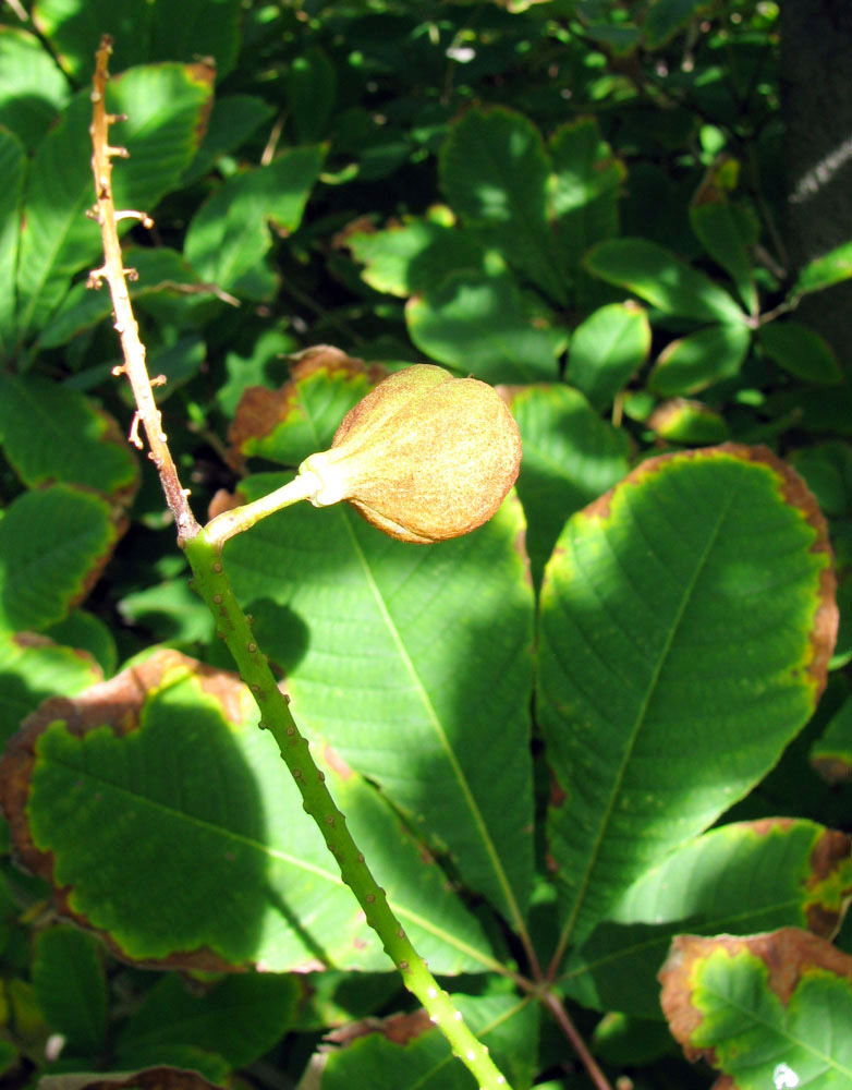 Image of Aesculus pavia specimen.