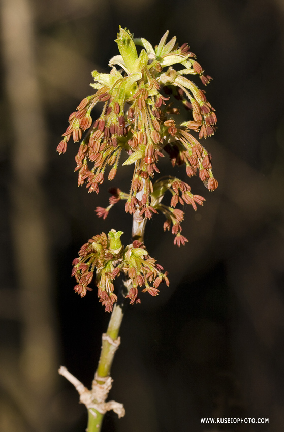 Image of Acer negundo specimen.