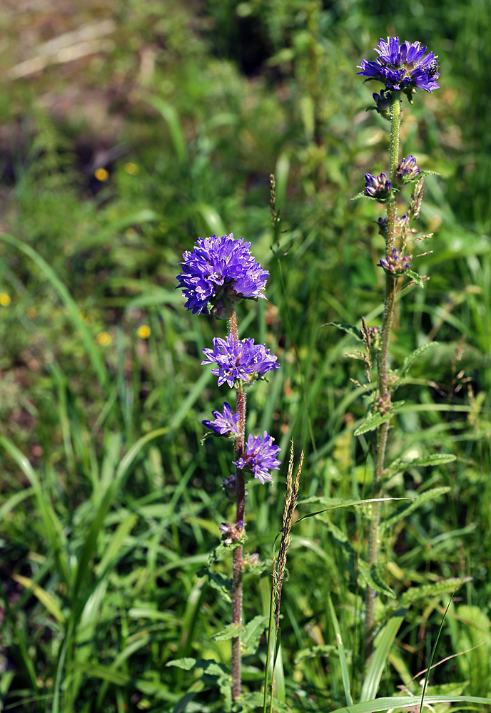 Image of Campanula cervicaria specimen.