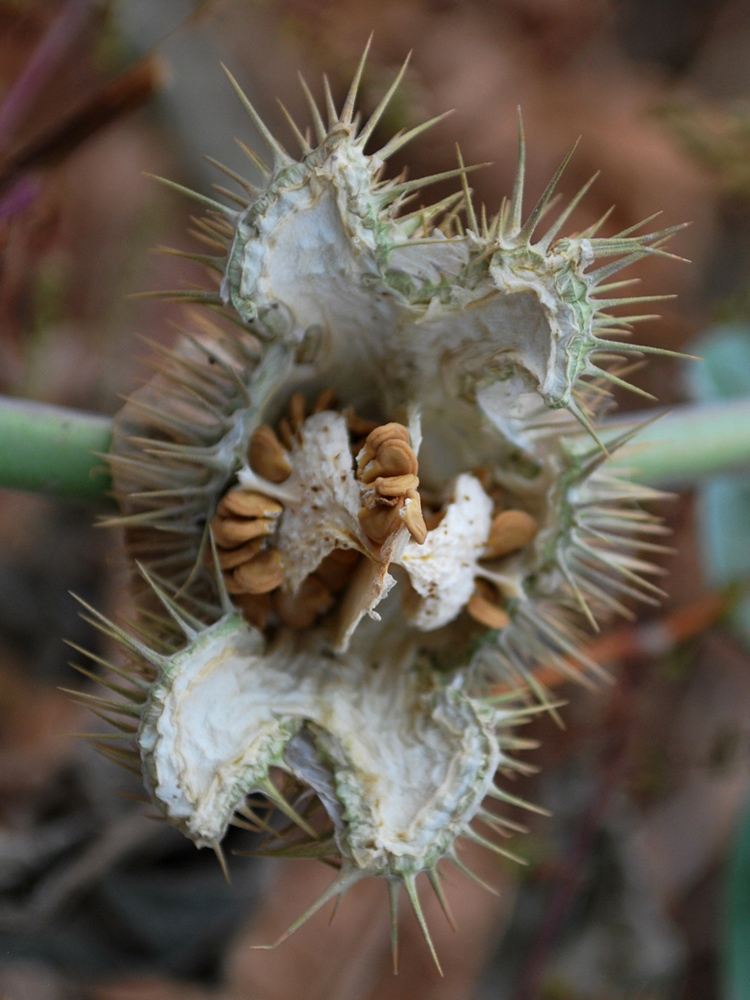 Image of Datura wrightii specimen.