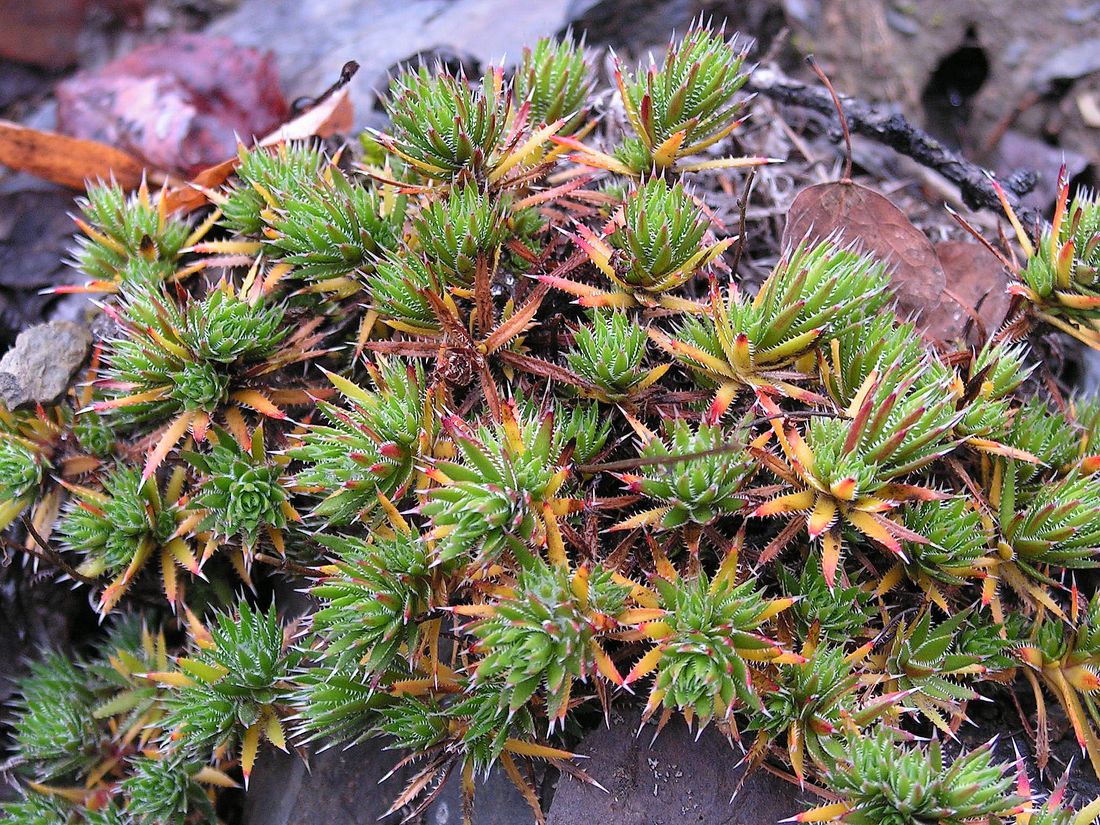 Image of Saxifraga bronchialis specimen.