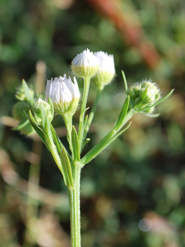 Image of Erigeron annuus specimen.