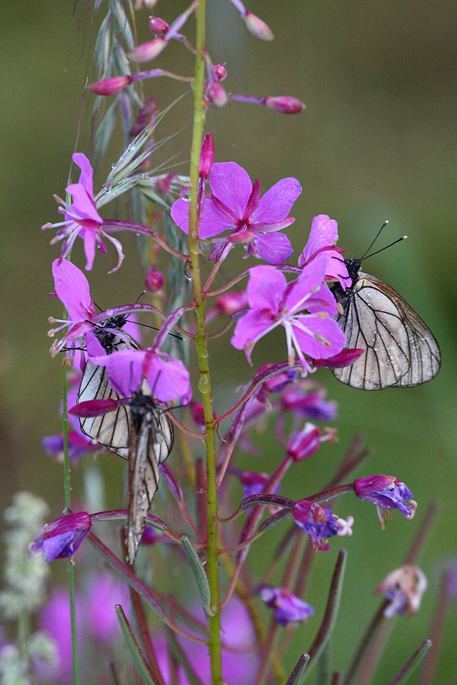 Image of Chamaenerion angustifolium specimen.