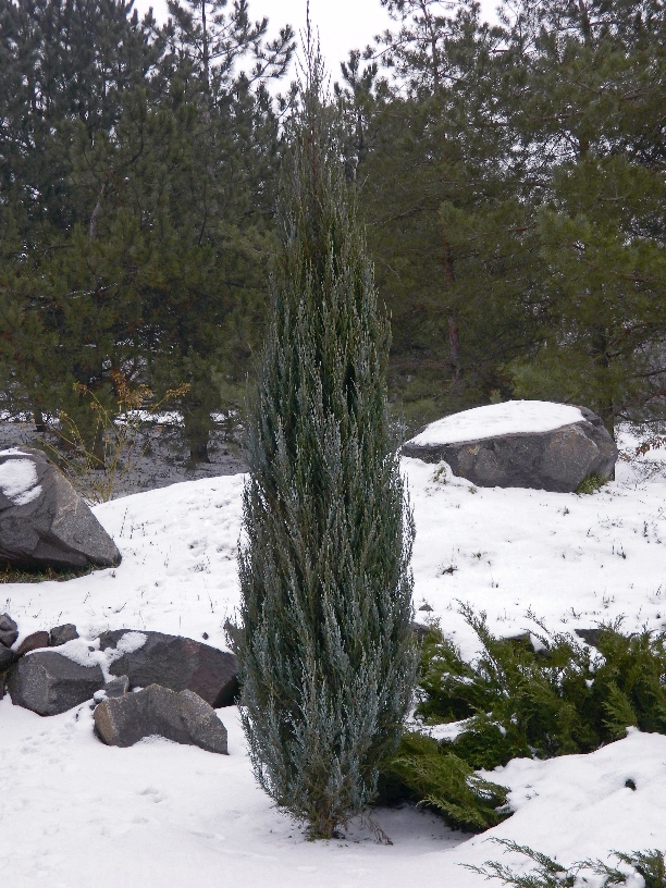 Image of Juniperus scopulorum specimen.