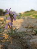 Matthiola longipetala subspecies livida. Цветущее растение. Израиль, г. Беэр-Шева, рудеральное местообитание. 30.01.2013.