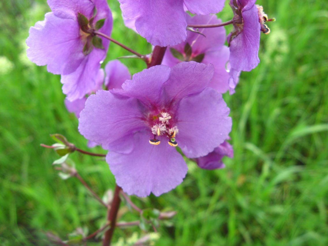 Image of Verbascum phoeniceum specimen.