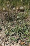 Pilosella officinarum. Плодоносящие растения на опушке леса. Петергоф, конец июня.