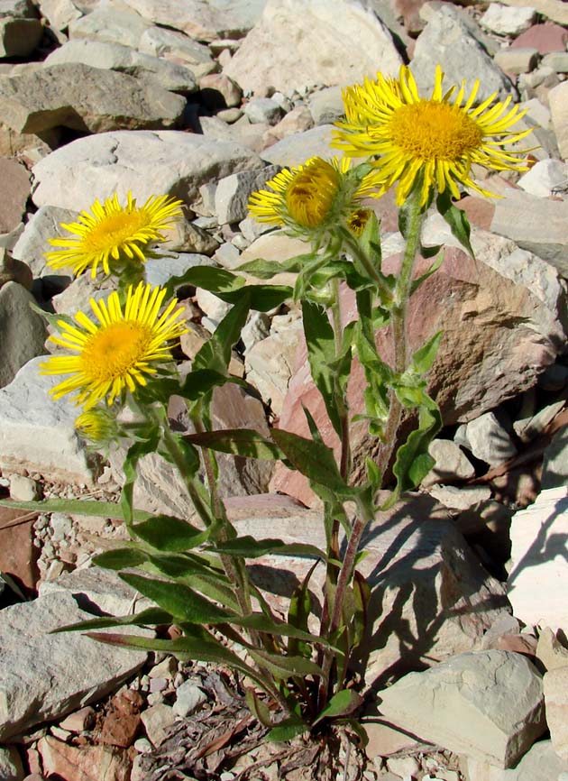 Image of Inula britannica specimen.