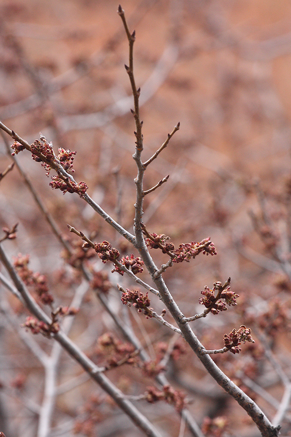 Image of Ulmus laevis specimen.