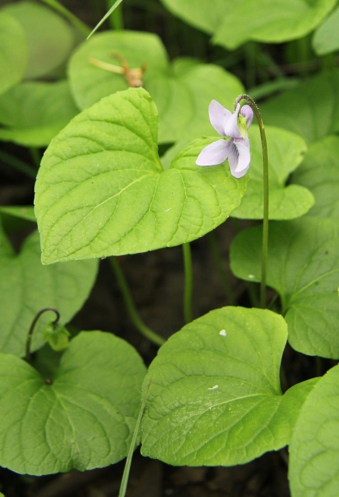 Image of Viola epipsila specimen.