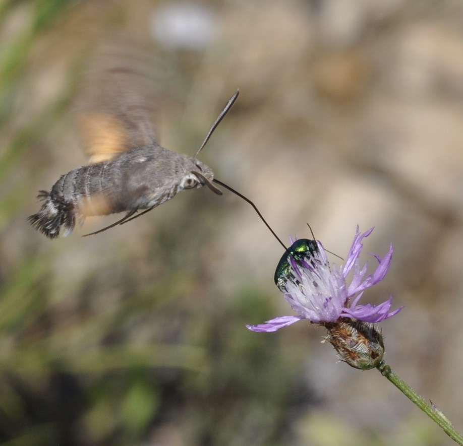 Image of genus Centaurea specimen.