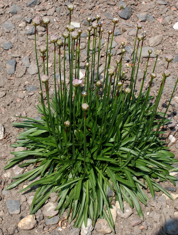 Image of Armeria transmontana specimen.