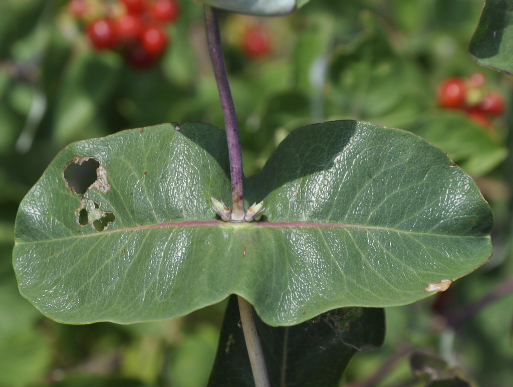 Image of Lonicera etrusca specimen.