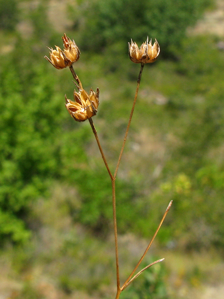 Image of Linum tenuifolium specimen.