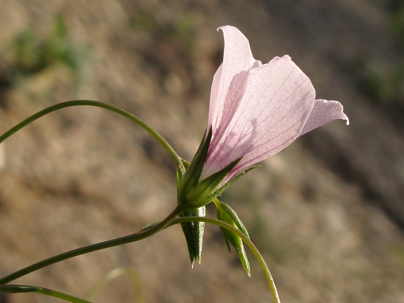 Изображение особи Linum tenuifolium.