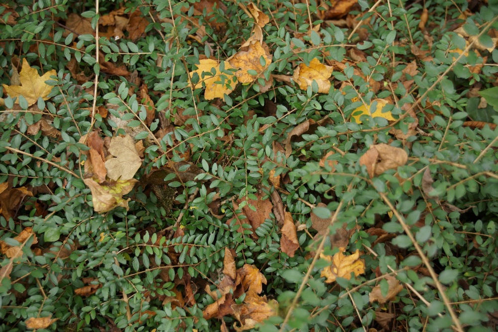 Image of Lonicera ligustrina specimen.