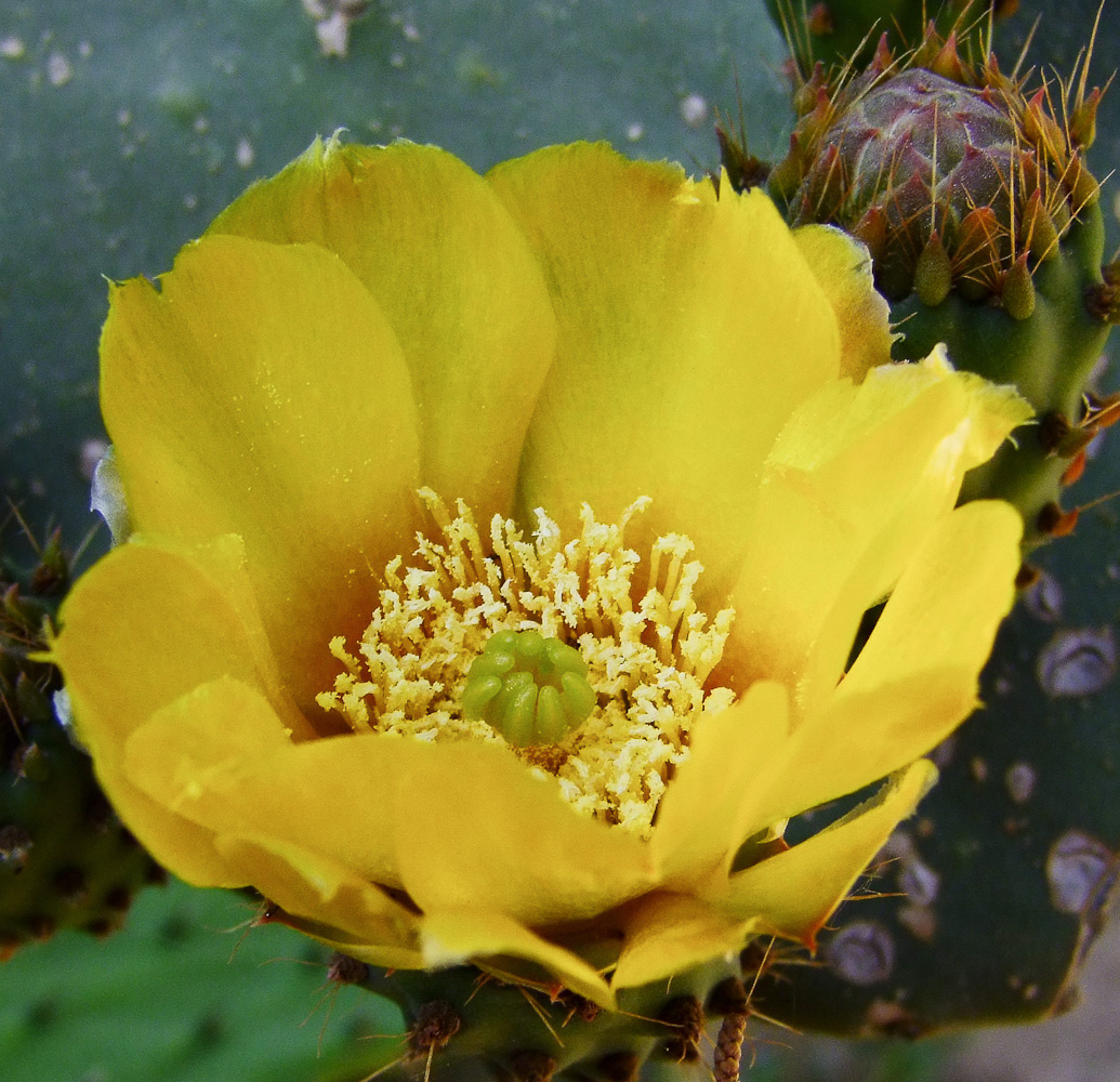 Image of Opuntia ficus-indica specimen.