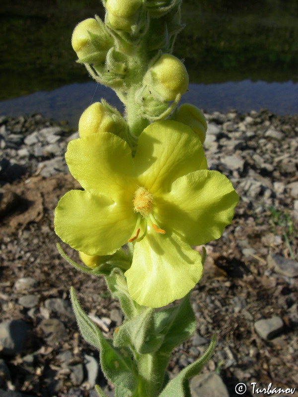 Image of Verbascum phlomoides specimen.