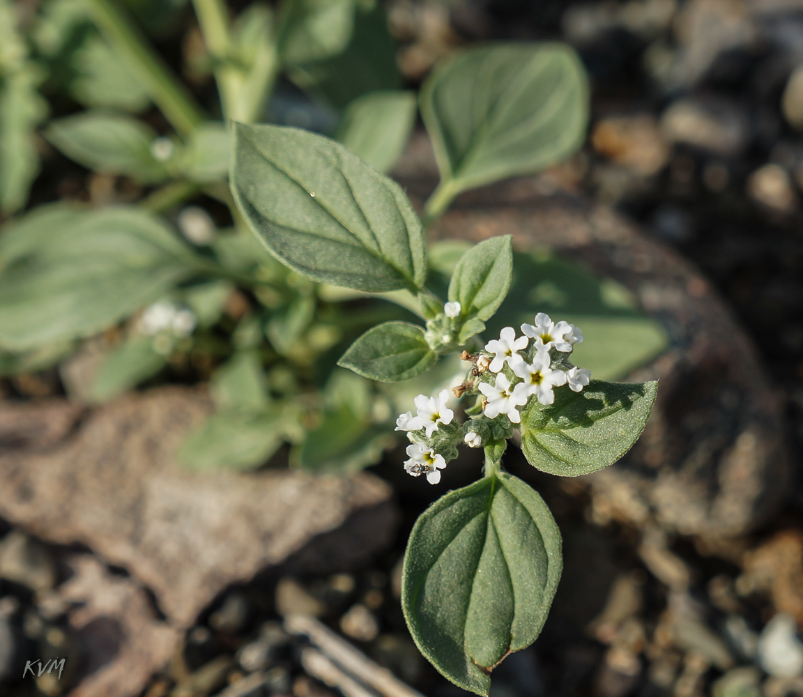 Image of genus Heliotropium specimen.